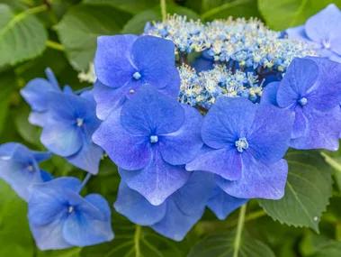 Hydrangea lacecap close up