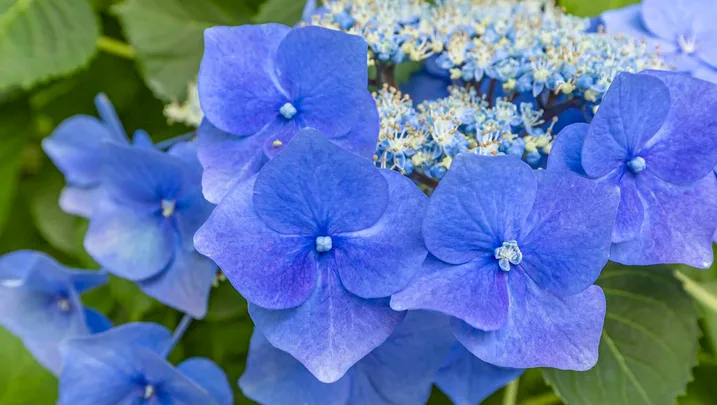 Hydrangea lacecap close up