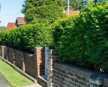 5 of the best hedge trimmers to scape your overgrown hedges