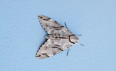 pantry moth