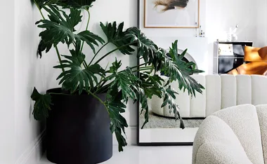 Expert reveals all the tips and tricks you need to know about indoor plants
