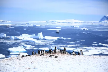 A group of penguins in Antartica