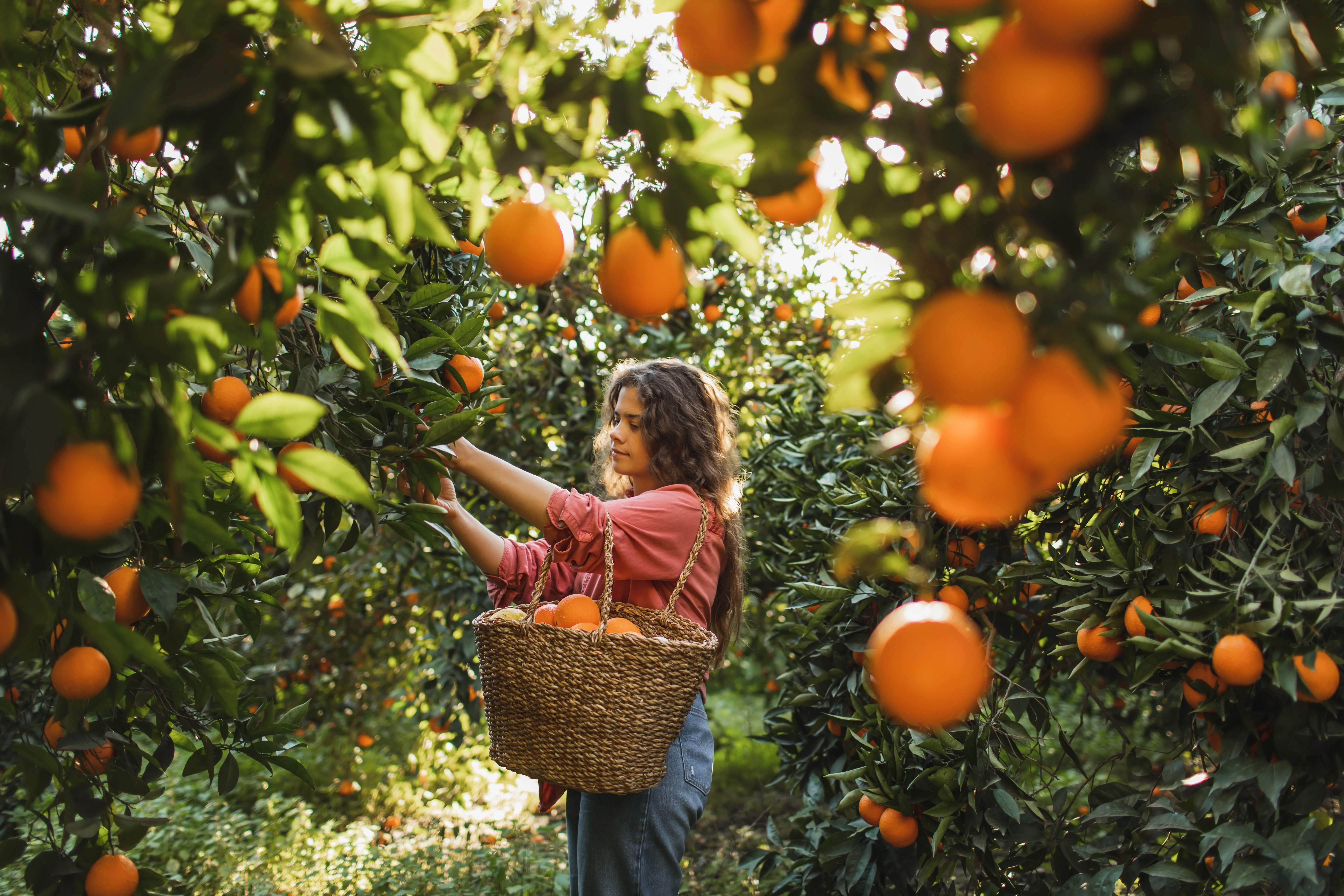 Woman farmer picks a fresh orange from a green tree in sunny day. Organic harvesting. Natural vitamins.