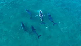 whales swimming