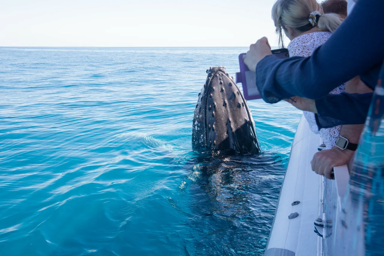 people whale watching from a boat