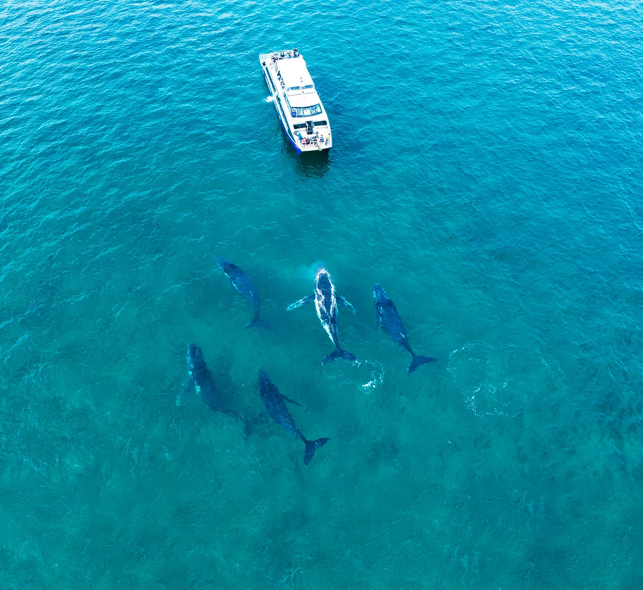 five whales swim behind a boat