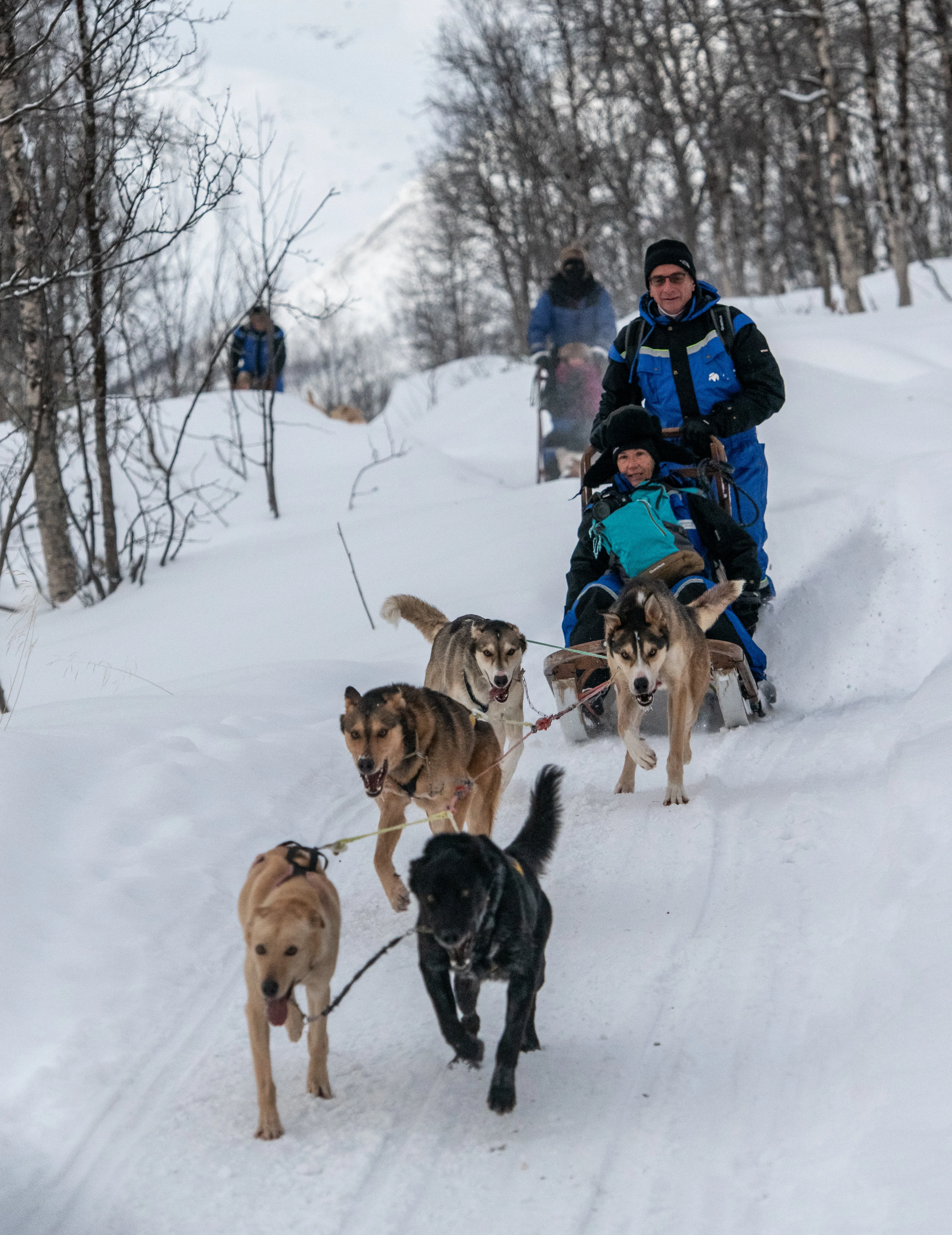 Scandinavia Dog Sledding