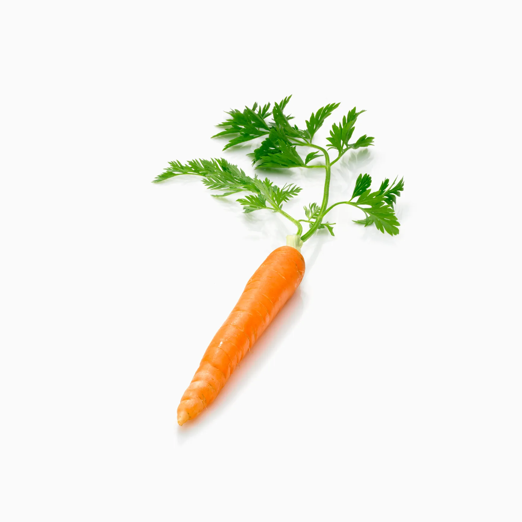 carrot on white background