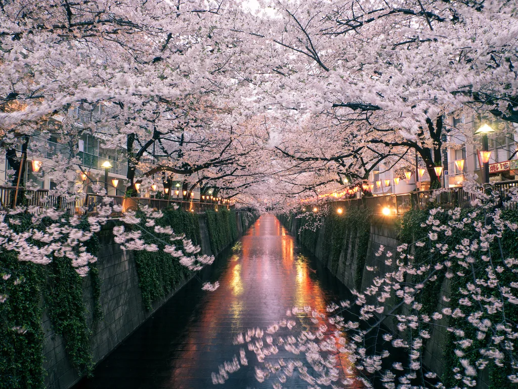 Cherry blossoms and the reflections on Meguro River, Nakameguro, Tokyo, Japan, Spring