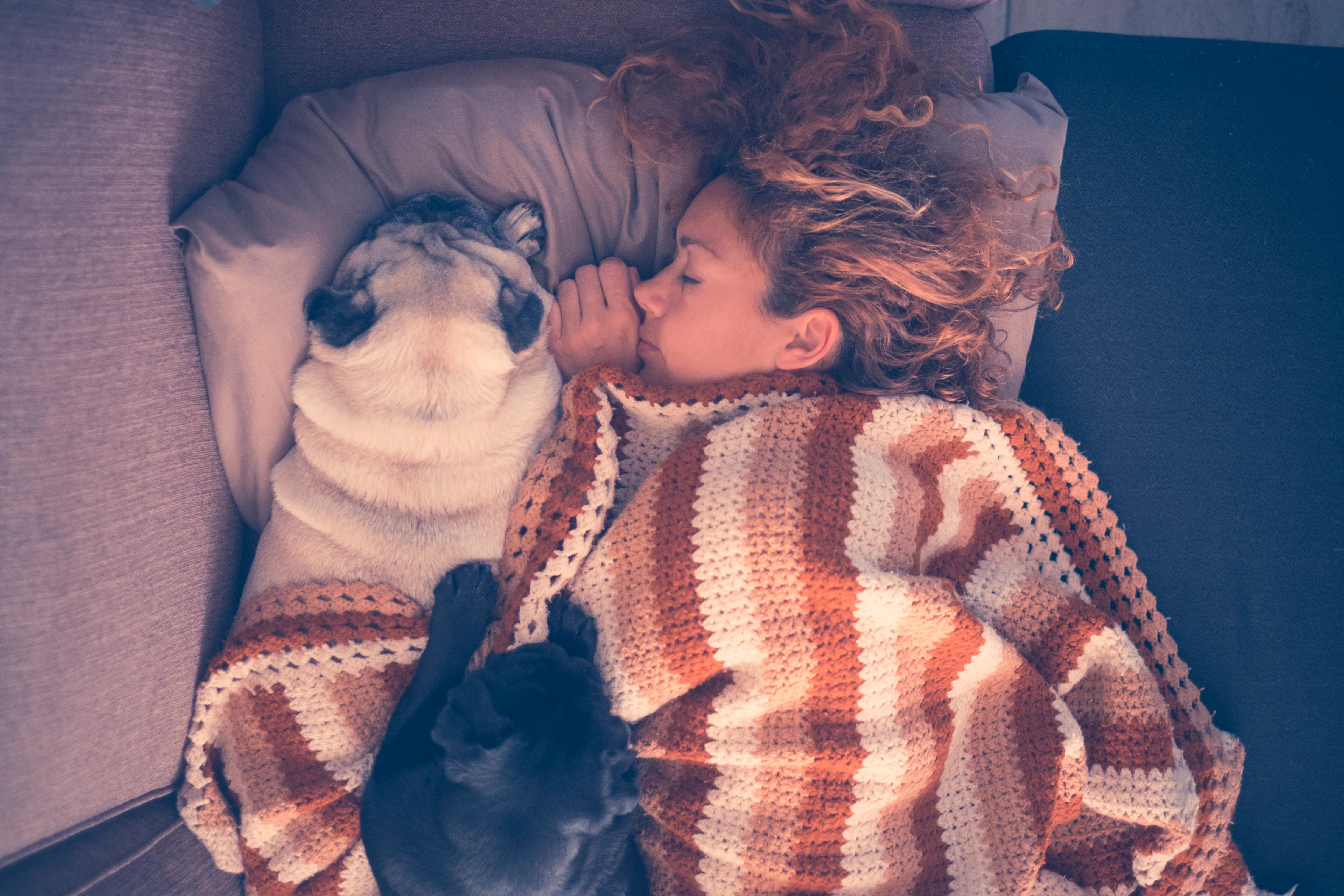 young beautiful caucasian ethnicity woman and two pretty dog pug to represent sleeping with pets.