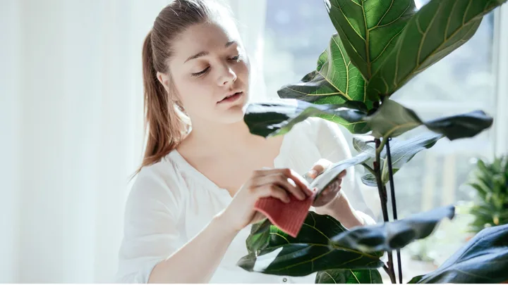 Woman in white shirt cleaning leaves of a fiddle leaf fig plant indoors.