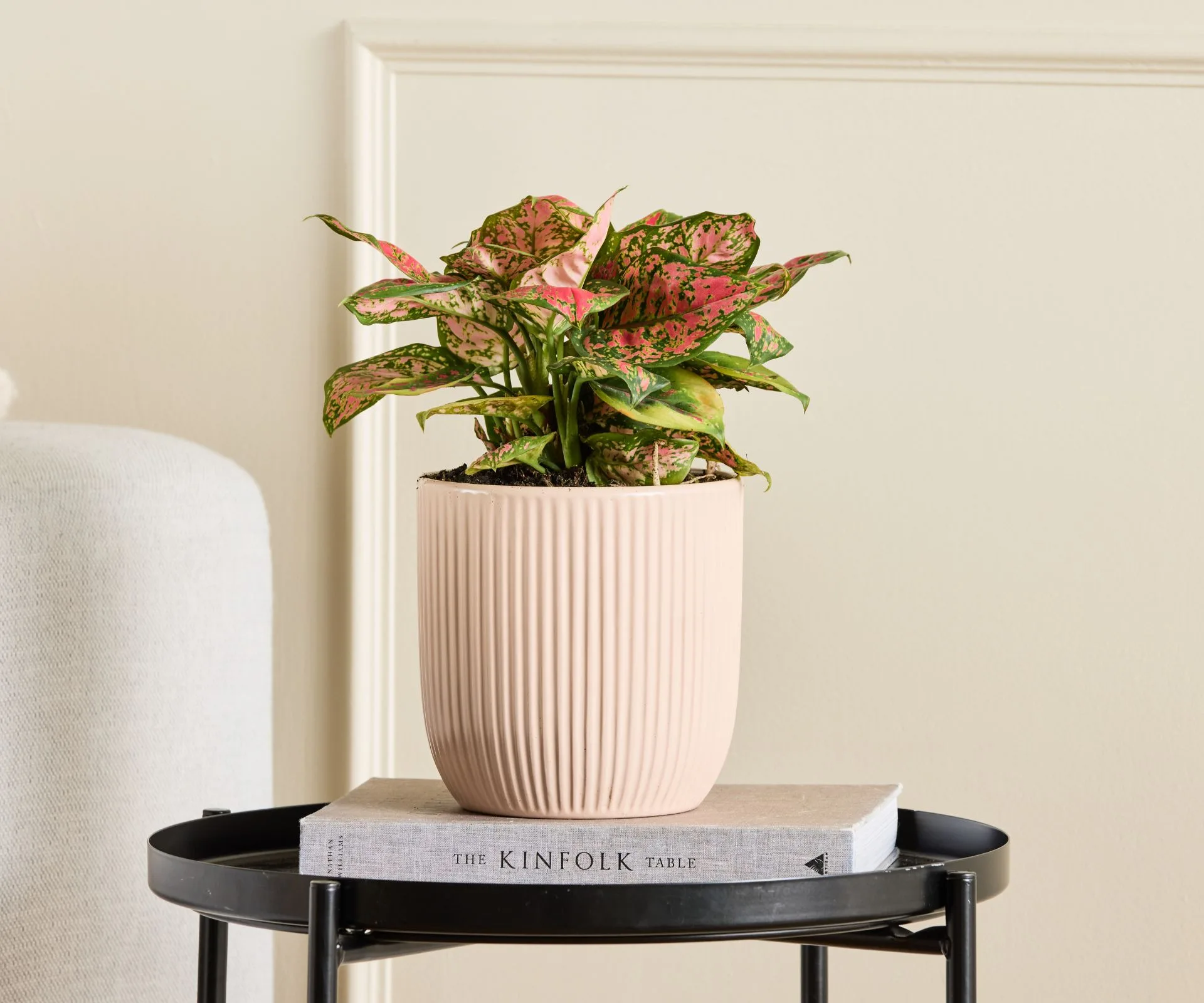 The &lsquo;Pink Splash&rsquo; Aglaonema plant in a pink pot.