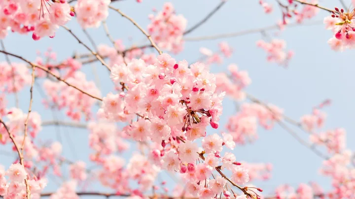 Close-up of cherry blossoms with soft pink petals against a clear blue sky.