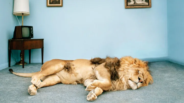 Lion sleeping on blue carpet in room with vintage TV and paintings on the wall.