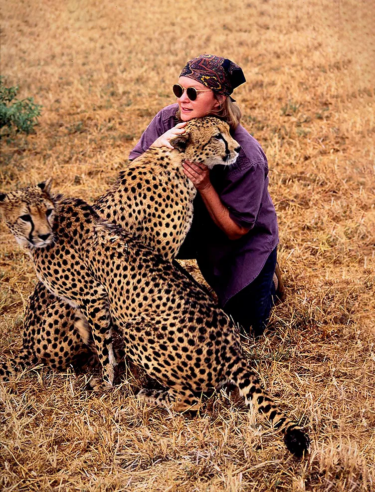 Jan Latta cuddling wild cheetahs.