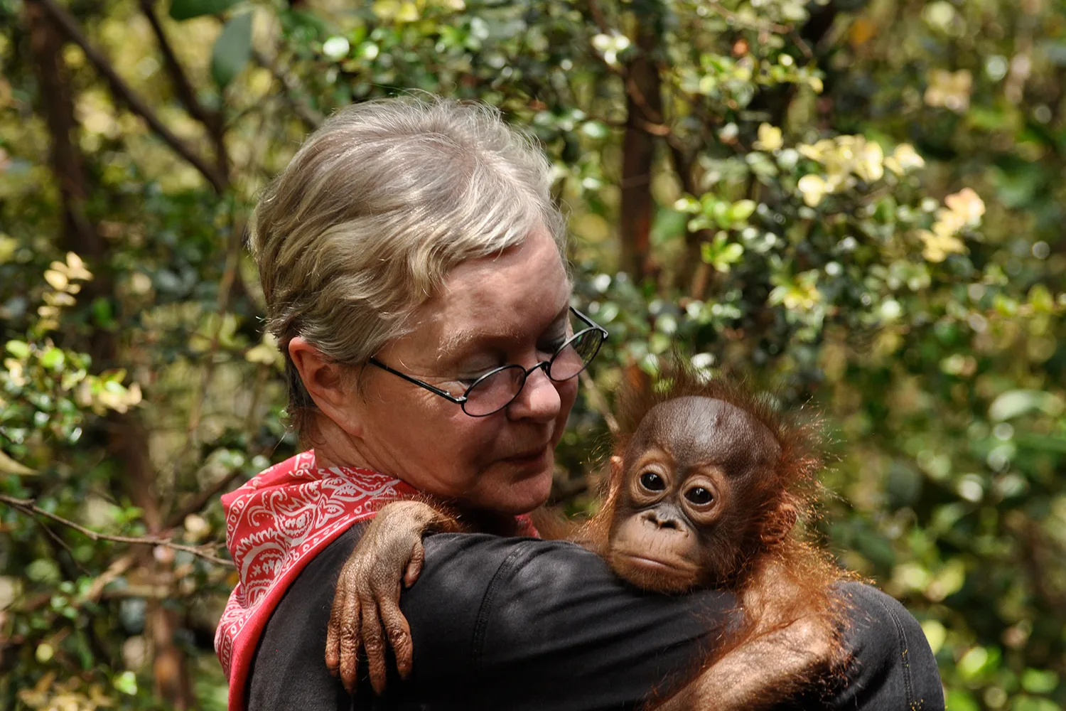 Jan Latta holding a baby orangutan.