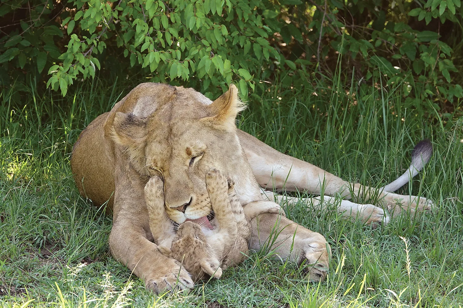 A lioness bathing a lion cub.