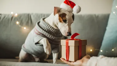 The best gifts to get your dog this Christmas