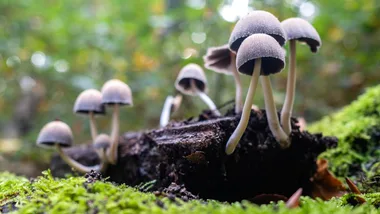 What you need to know about mushroom poisoning