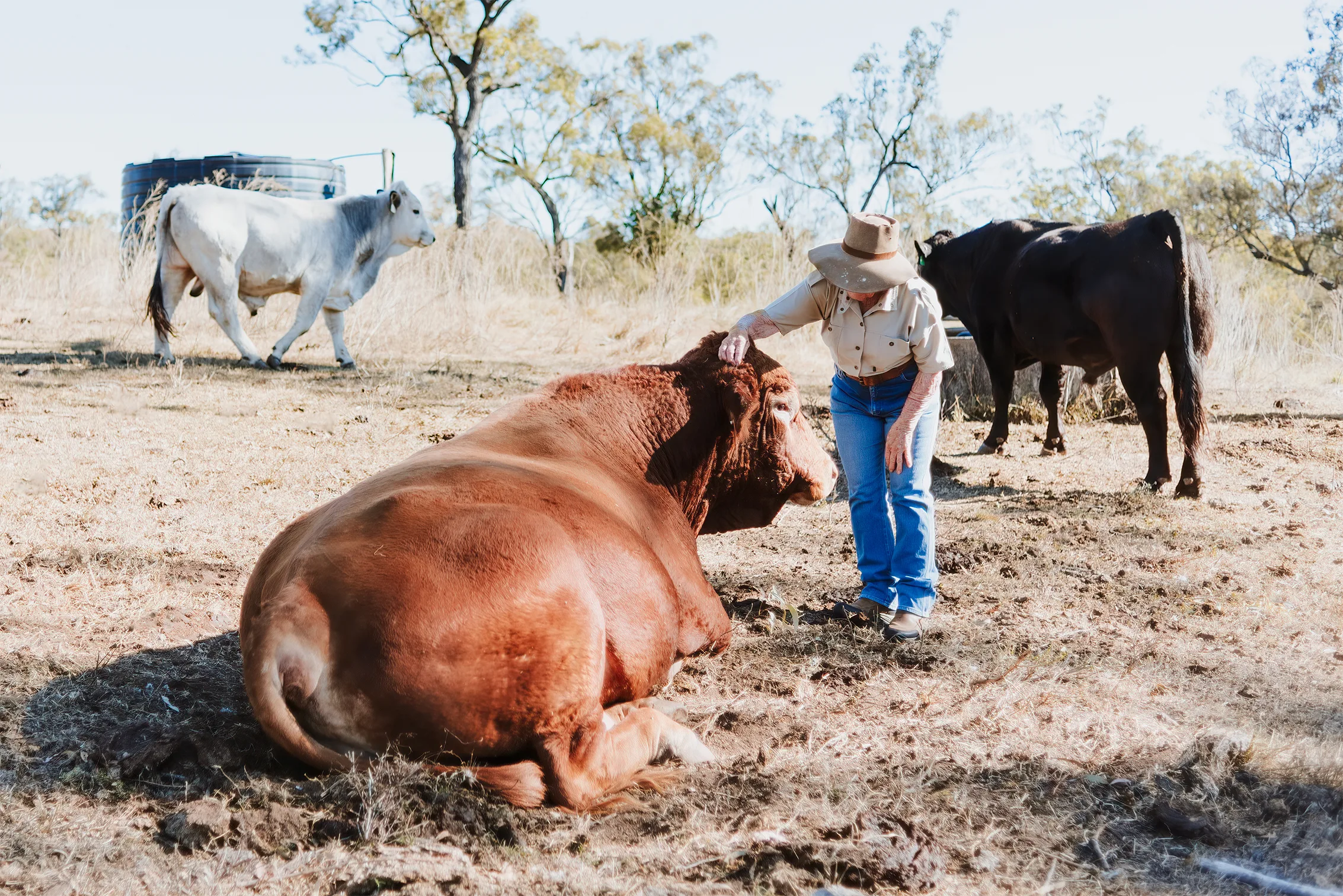 Girlie (wearing blue jeans, a beige shirt and an Akubra hat) pats a red South Devon bull on the head.