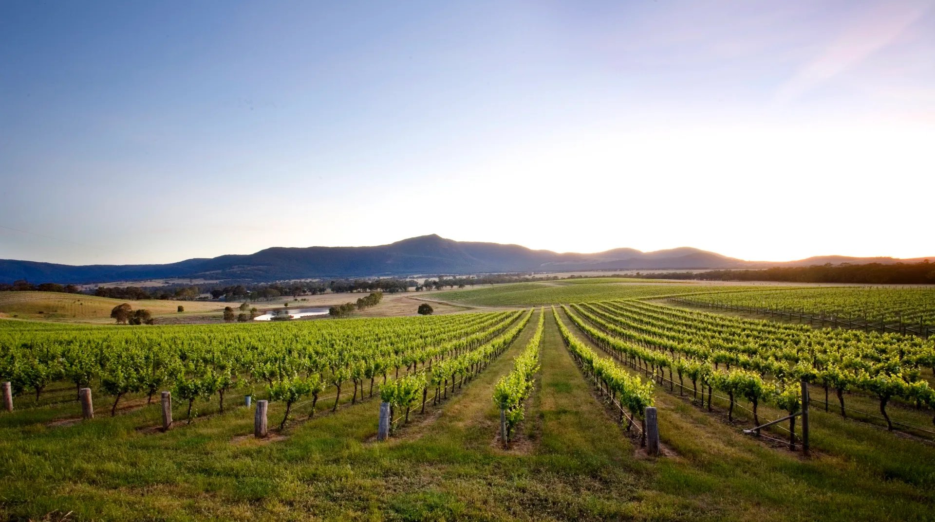 Mount Langi Ghiran vineyard in the Grampians Victoria