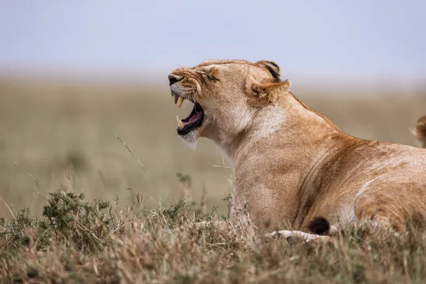Lioness roaring in the wild - representative of the article on how to control anger.