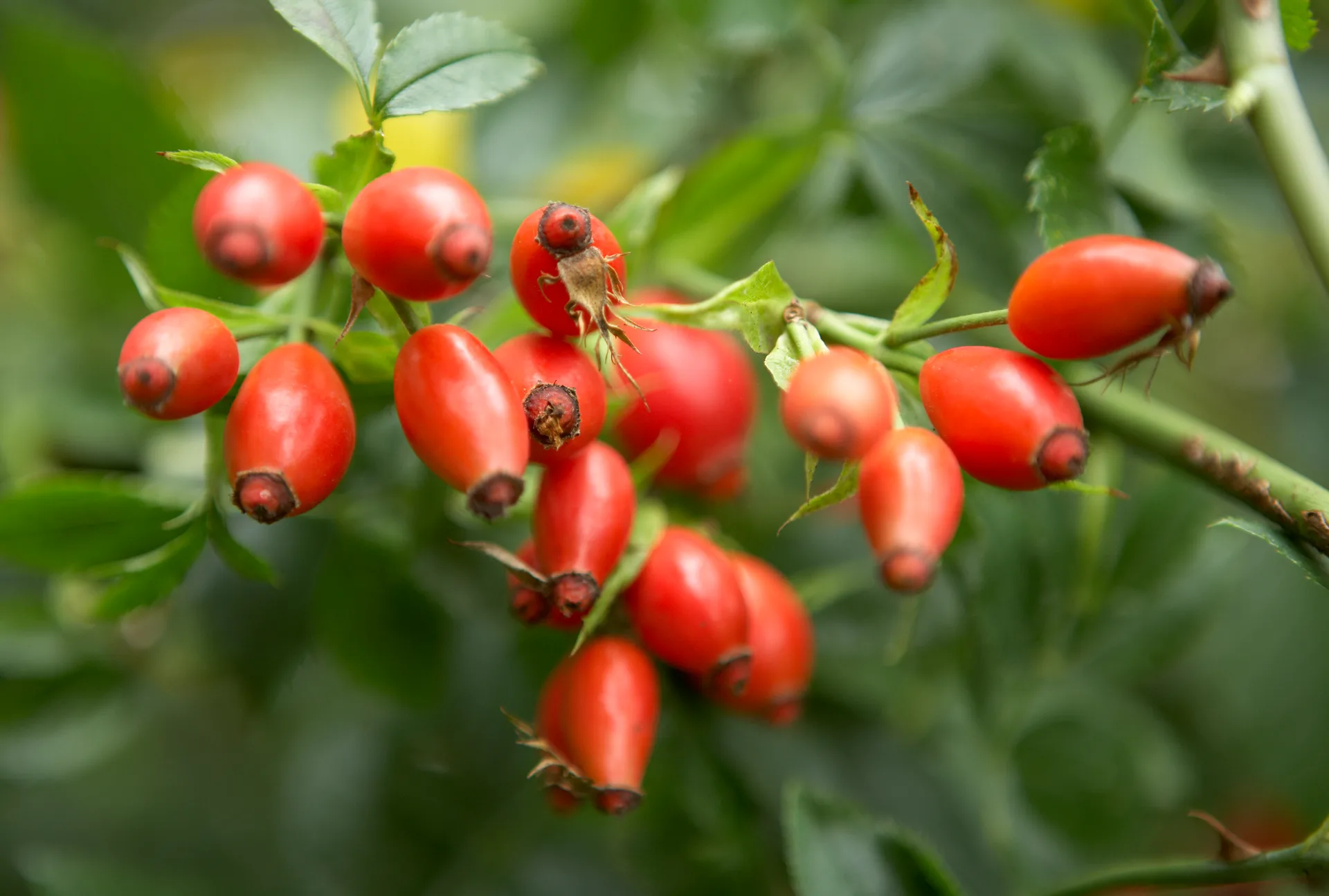 rosehip oil