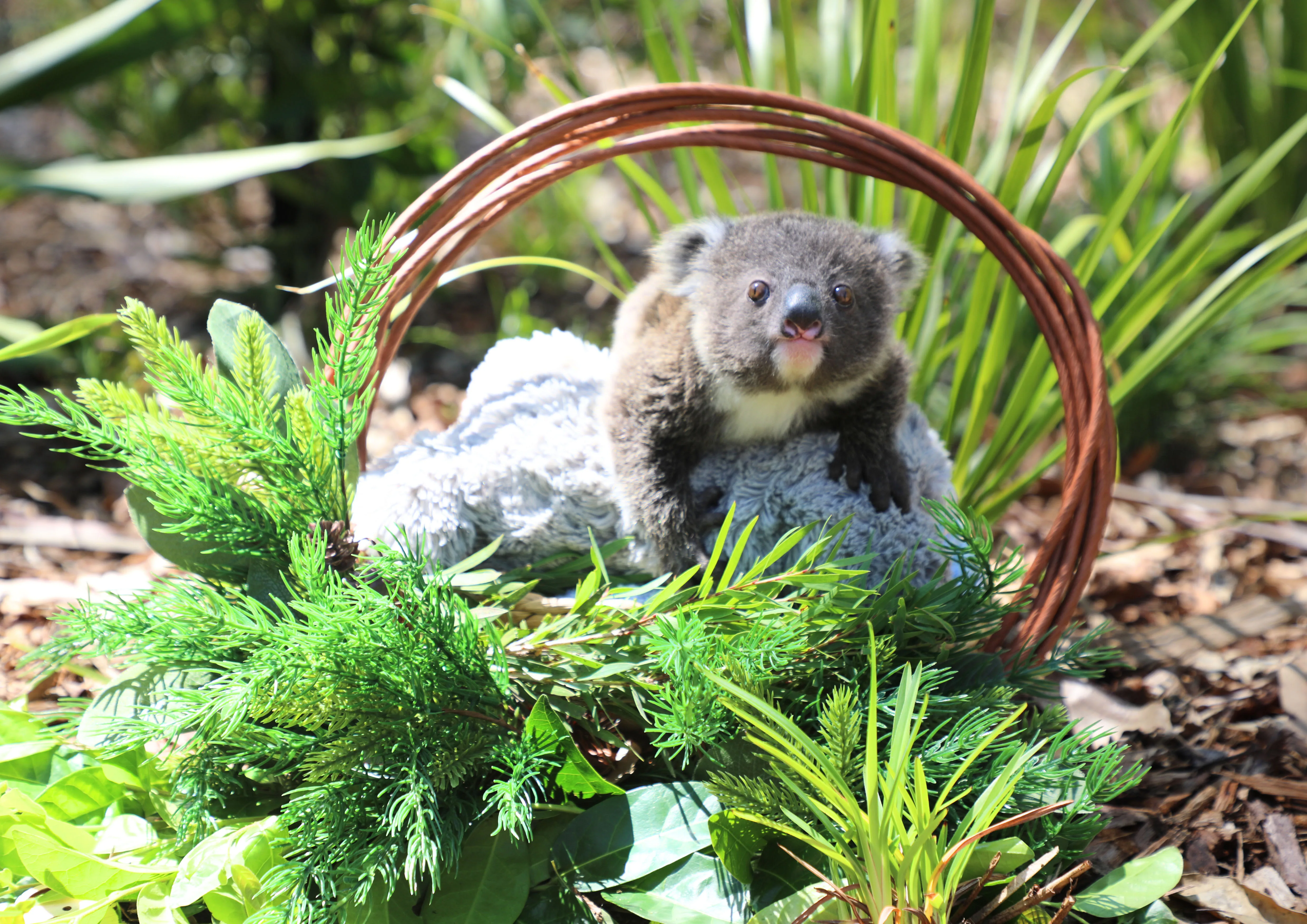 Rescued koala joey albert with his stuffed toy. 