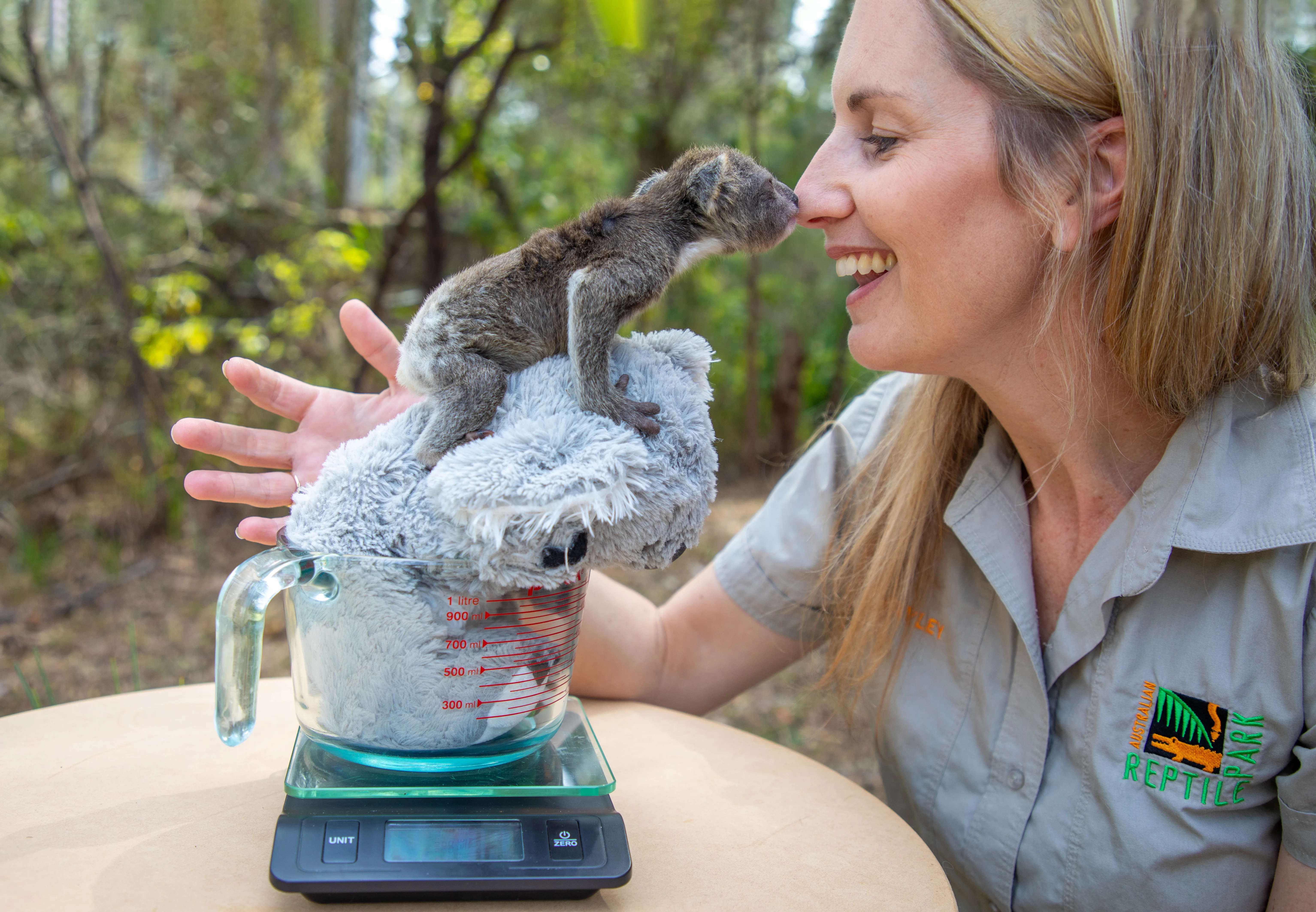 Koala joey Albert with his stuffed toy being weighed. 