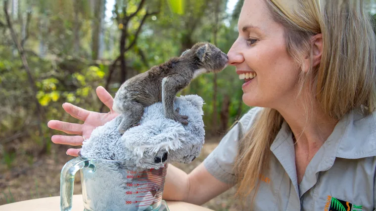 ‘I’m a koala whisperer’: Hayley Shute is saving an Aussie icon