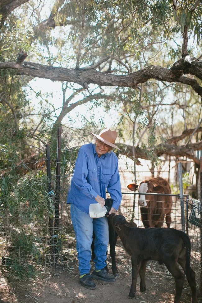 Person in a blue shirt bottle-feeding a calf in a farm setting with a cow nearby.
