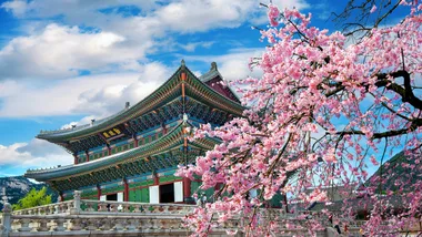 Historic Korean palace with ornate architecture and cherry blossoms in full bloom under a bright blue sky.