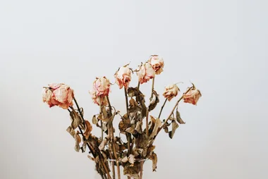 A bouquet of dried pink roses with wilted leaves against a plain background.