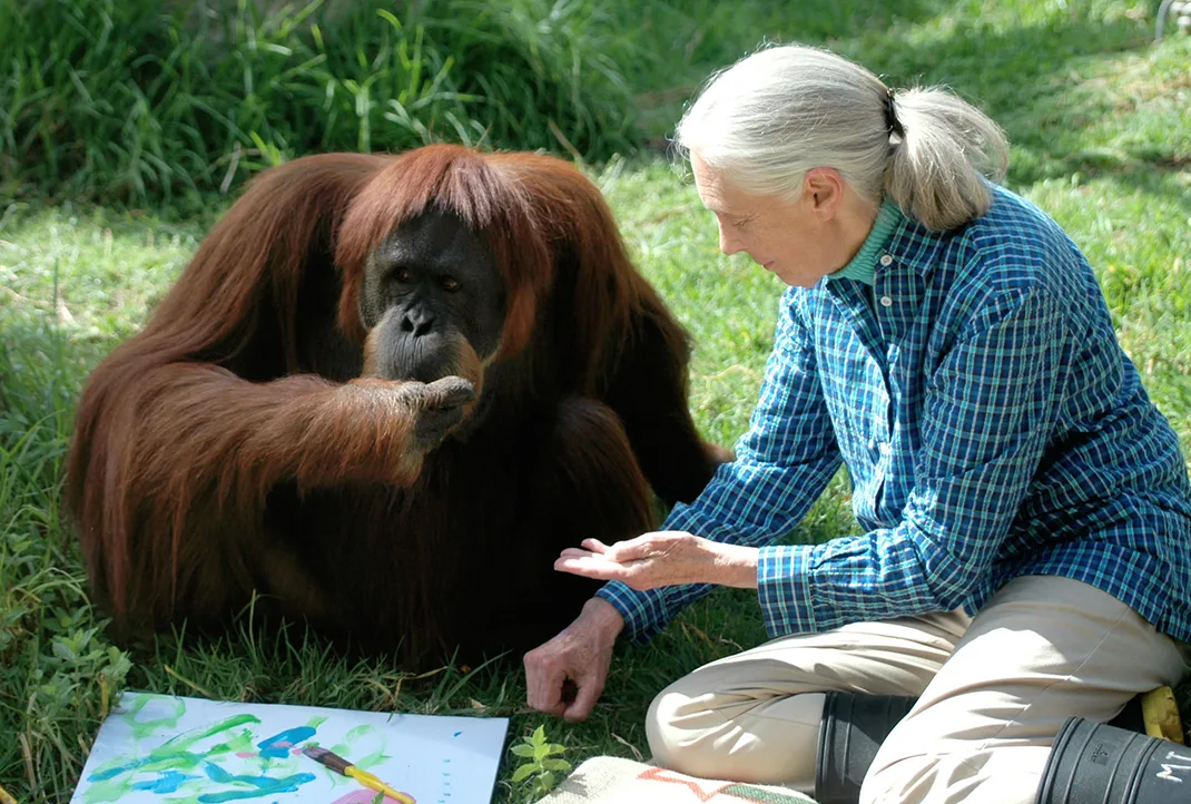 Dr Jane Goodall with a chimpanzee