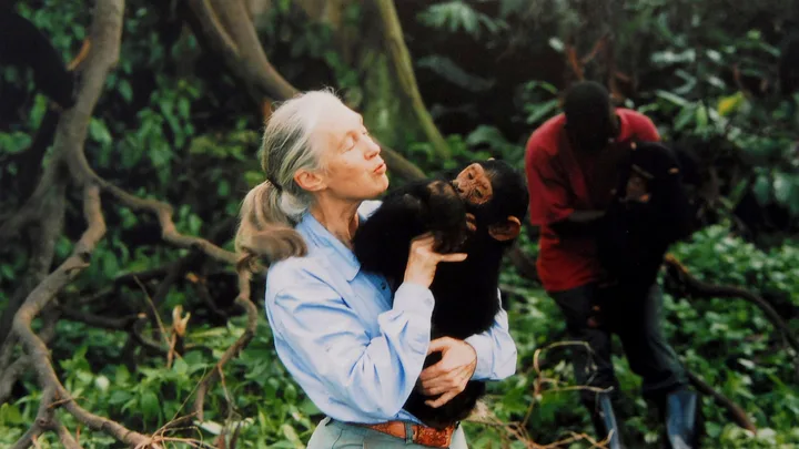 A woman lovingly holding and kissing a young chimpanzee in a lush, green forest setting.