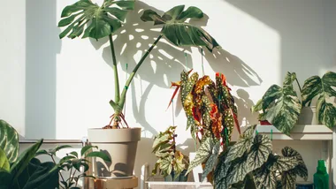 How to stop accidentally killing your indoor plants