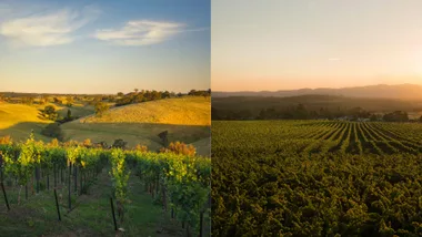 Golden hills and lush green vineyards at sunset, under a clear blue sky.