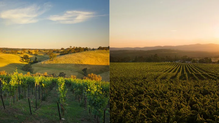Golden hills and lush green vineyards at sunset, under a clear blue sky.