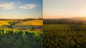 Golden hills and lush green vineyards at sunset, under a clear blue sky.