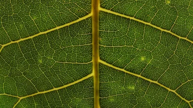 Close-up of a green leaf showing intricate vein patterns and textures.