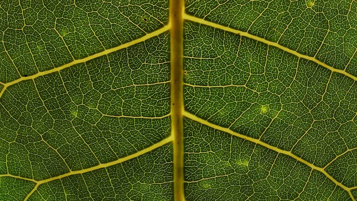 Close-up of a green leaf showing intricate vein patterns and textures.