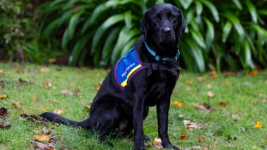 Black Labrador in a blue service dog vest sitting on green grass with leafy background.