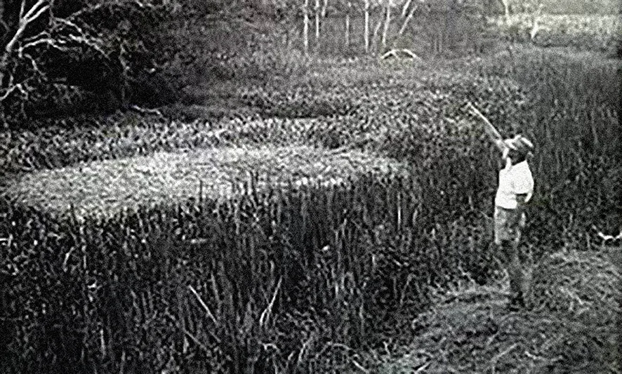 A man stands by a crop circle, pointing to the sky