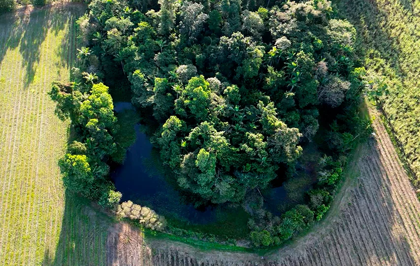 Aerial view of a field