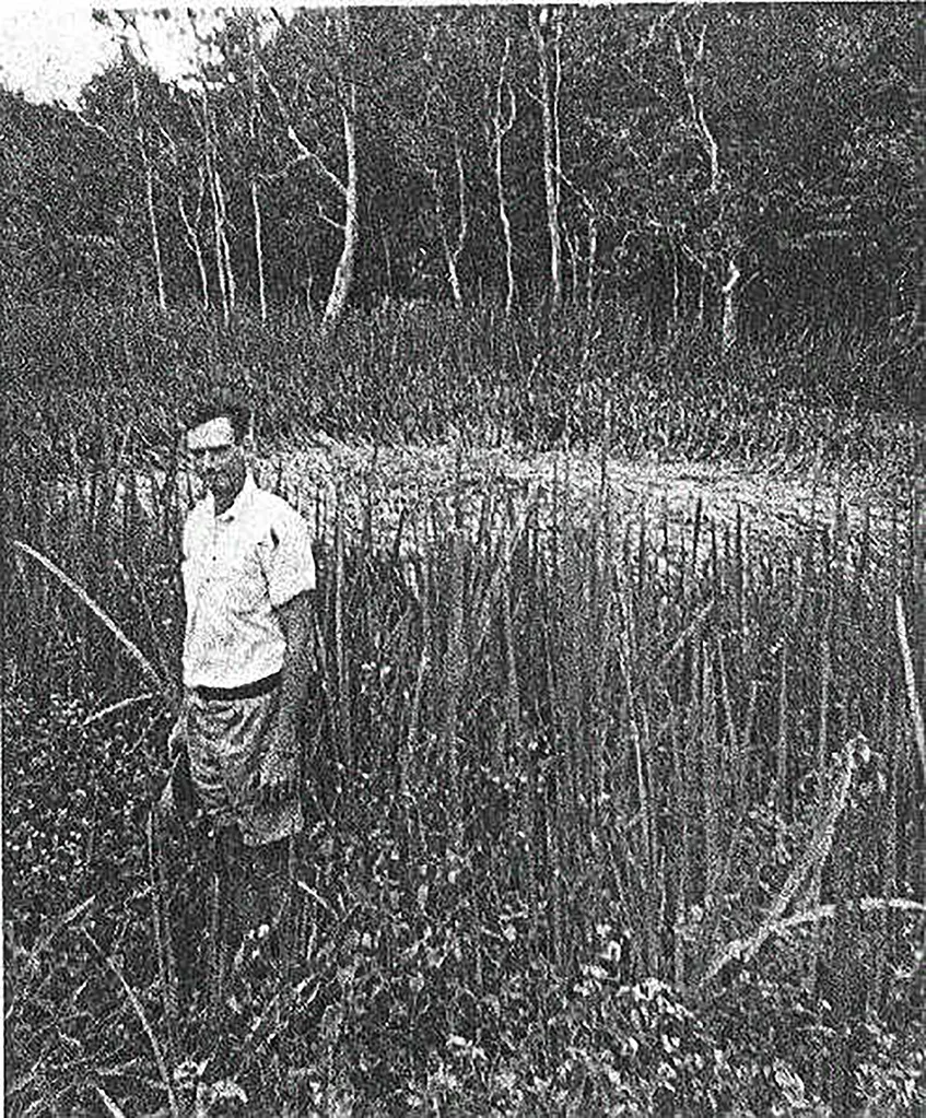 Old black and white photo of a man near a crop circle Australia Tully