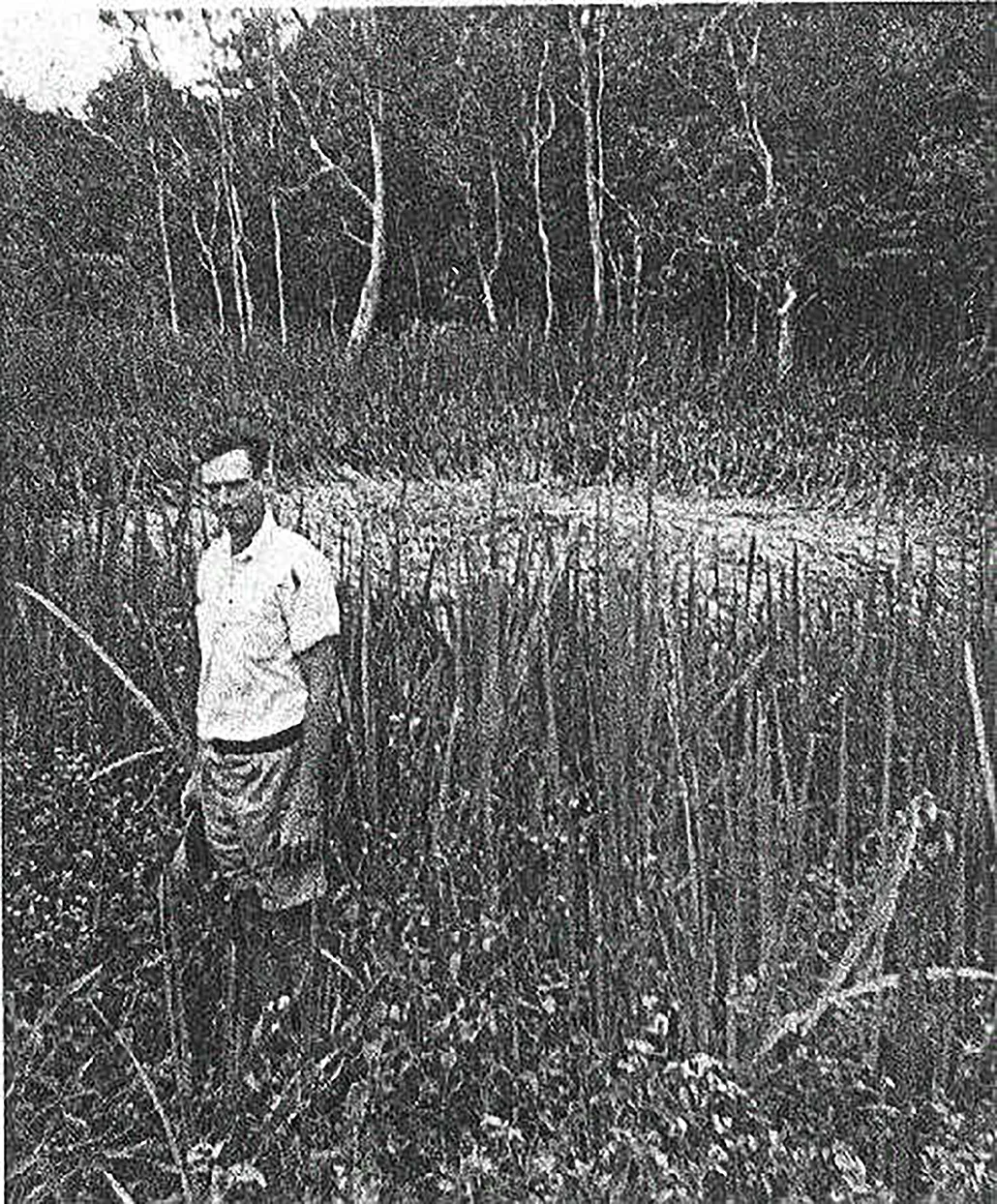 Old black and white photo of a man near a crop circle Australia Tully
