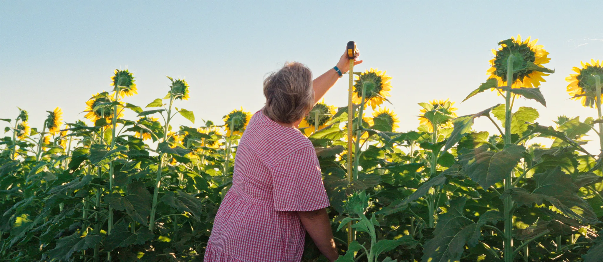 Jenny Jenner with her sunflowers which featured in the film Growing Happiness.