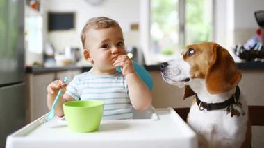 Baby in high chair eating food with dog