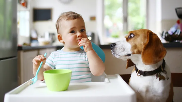 Baby in high chair eating food with dog