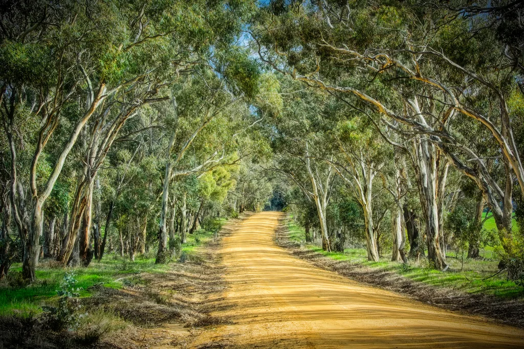Dirt road lined with eucalyptus trees under a clear blue sky.